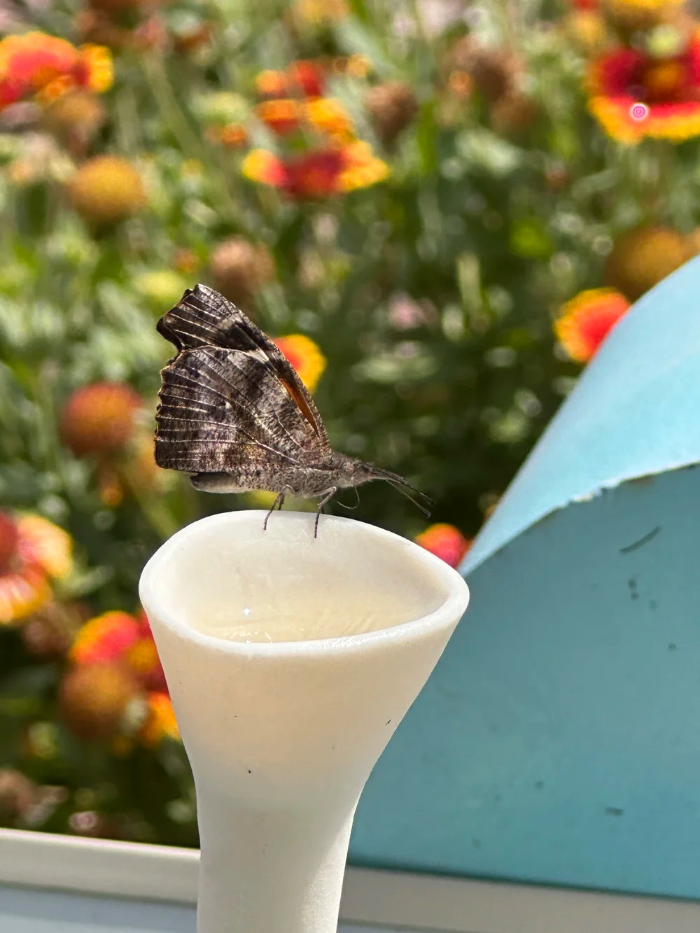 Bee Cup